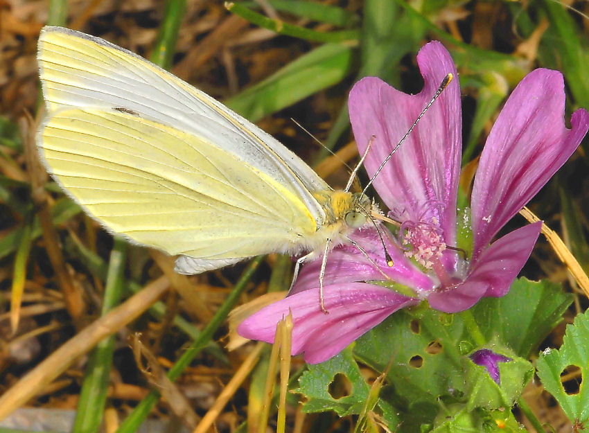 Farfalla su malva